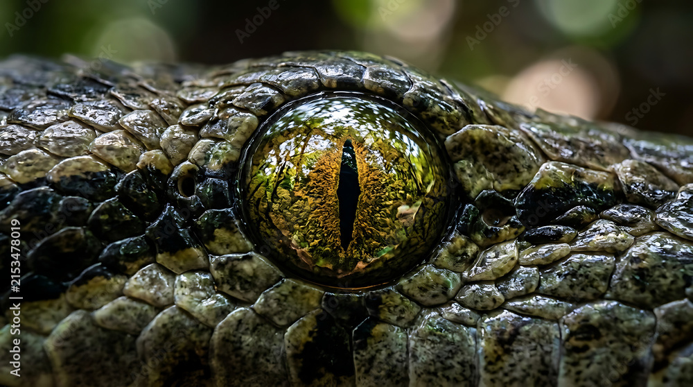 Fototapeta premium Intense Serpent Eye Reflecting Lush Forest Environment in Macro Detail