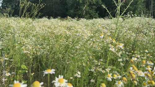 Low view across dense summer meadow of white daisies and tall green grass, soft daylight, blurred foreground blooms, gentle natural movement, layered rural depth and fresh seasonal atmosphere