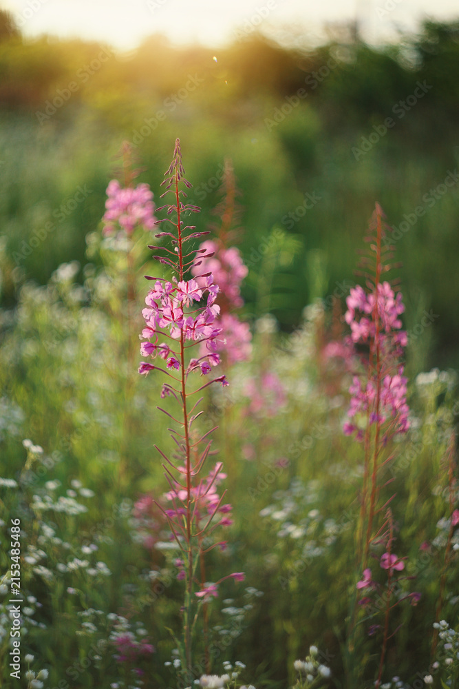 Obraz premium A photograph of a flowering shrub, fireweed, at sunset.