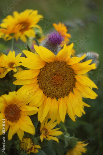Still-life. A photograph of a bouquet of sunflowers with thistles.
