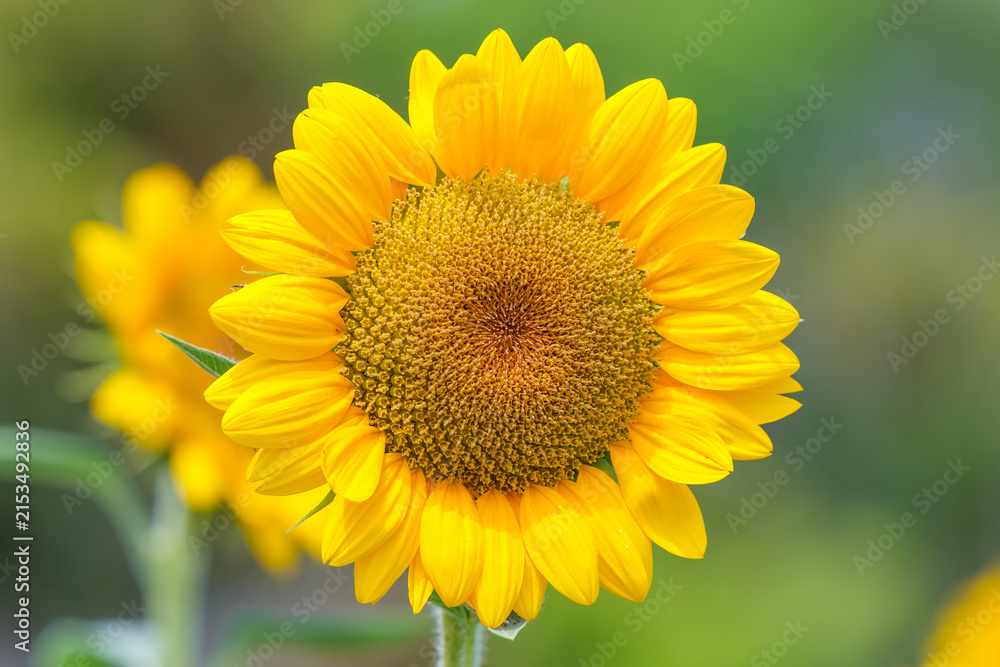Fototapeta premium Close up of vibrant yellow sunflower in full bloom against green blurred background