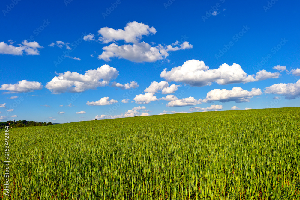 Obraz premium Weites grünes Getreidefeld unter blauem Wolkenhimmel bei Nieder-Gründau, Hessen