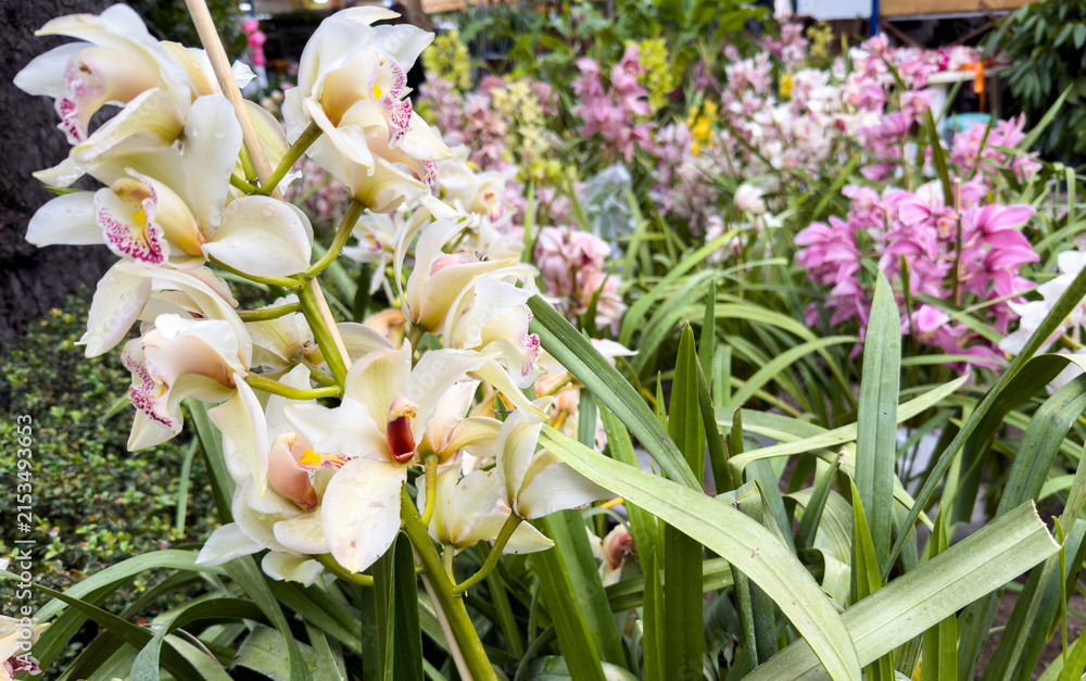 Obraz premium Cream cymbidium orchids blooming among lush foliage with pink flowers in background