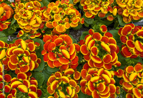 Fotografie Vibrant red and yellow pocketbook flowers clustered among lush green leaves in s