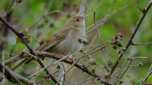 River warbler (Locustella fluviatilis) song, bird singing