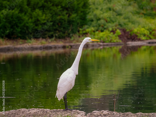 Fotografie A graceful white egret standing attentively on a rocky shore by a calm reflectiv