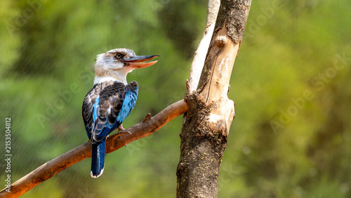 Kookaburra perché sur une branche ensoleillée