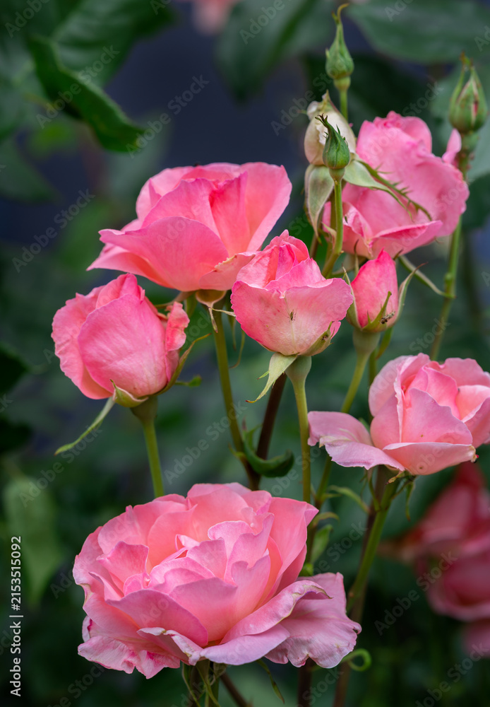 Obraz premium Close up of rose, carnation and conifer plant in a summer garden bed