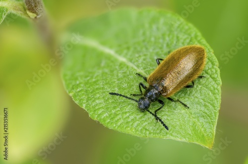 Formerly woolly beetles, lagria atripes, woolly beetles, beetles, coleoptera, insects, beetles
