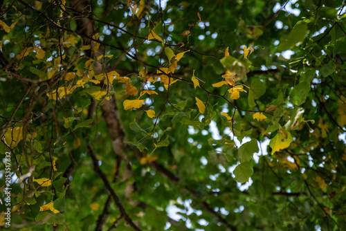 Foto Early Autumn Yellow and Green Leaves Turning Color on Tree Branches