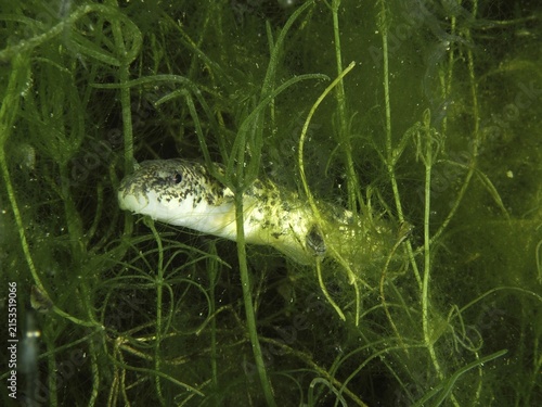 A fish, the brook loach (Barbatula barbatula), is hiding amongst the algae in a natural habitat at the Wildsau diving spot, Berlingen, Lake Constance, Switzerland and Germany