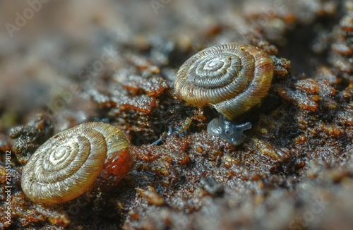 Discus rotundatus, spotted discus snail, spotted snail, spotted snail, spotted bowl snail, gastropod, mollusca, rotund disc, snails, molluscs