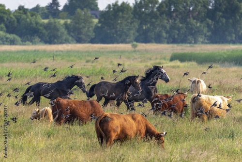 Artiodactyla, Bos Primigenius Taurus, Cattle, Equus Caballus, Even-Toed Ungulate, Germany, Großer Schwerin, domestic horse, pet, Mecklenburg, odd-toed ungulates, cloven-hoofed, perissodactyla, starling, sturnus vulgaris, birds, domesticated animals, extensive grazing, pet, cow, mammals, Müritz, nature reserve, nature reserve, passeri, horse, cattle, swarm, songbirds, songbirds, mammals, unpaired ungulates, flock of birds, birds