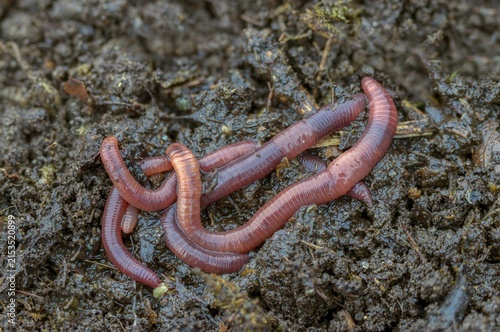 Annelida, clitellata, earthworm, shingles, lumbricidae, oligochaeta, annelids, few bristles, earthworm