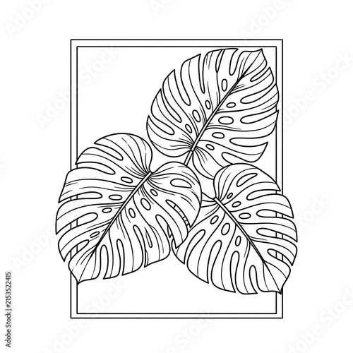 Monstera deliciosa tropical leaves line art illustration isolated on white background