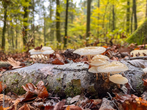 A cluster of translucent white mushrooms growing on a fallen tree trunk on the forest floor.