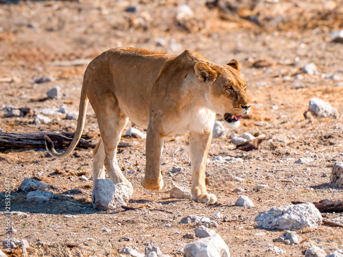 Photography A lioness striding swiftly through Etosha National Park.