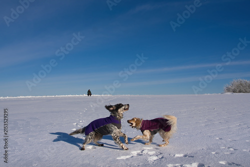 two dogs playing in the snow with copy space in the blue sky