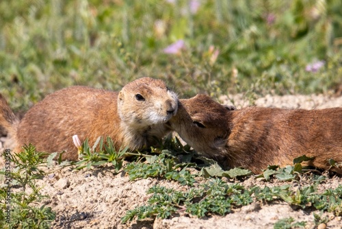 Canvastavla prairie dogs grooming