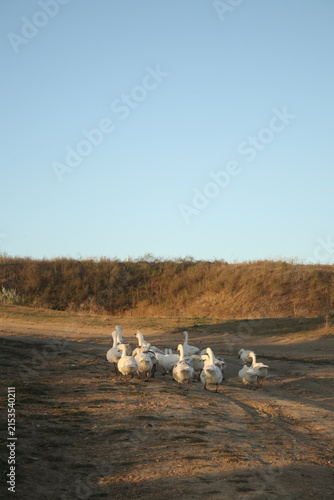 Quadro su tela A flock of geese is grazing in the village