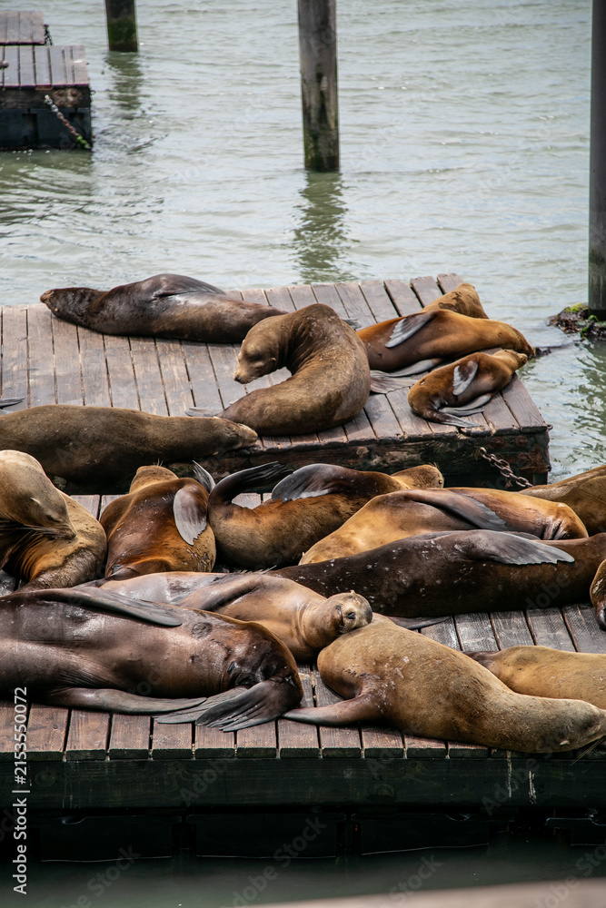Fototapeta premium Large group of California iconic sea lions (Zalophus californianus) basking, resting, and lounging together on wooden docks at Pier 39 in San Francisco, California, USA. 