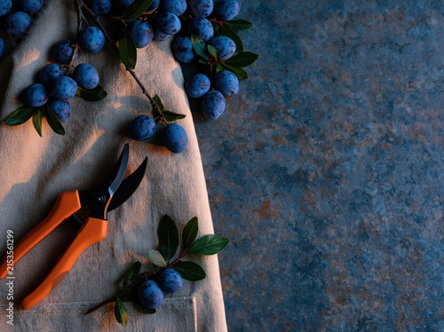 Flat Lay of Gardening Tools and Plum Branches on Concrete