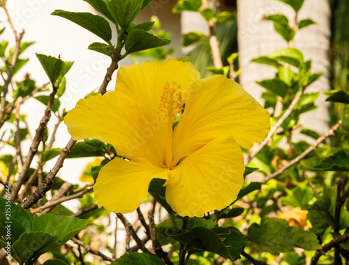 Beautiful large yellow hibiscus flower in full bloom in Southern California