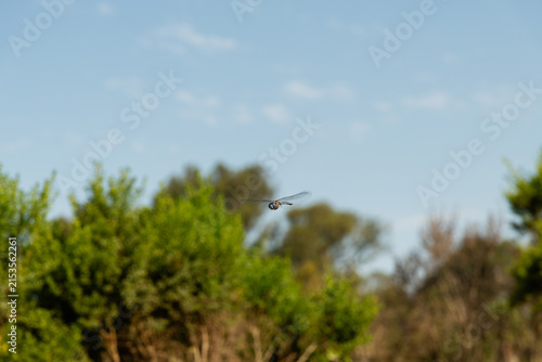 Beautiful Blue-eyed Darner (Rhionaeschna multicolor) hovering mid air, Goleta, Santa Barbara County, Southern California