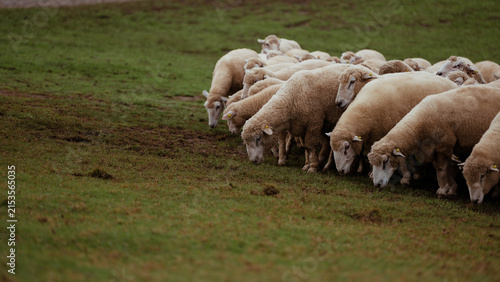 Fotografía A flock of sheep grazing closely together on a green grassy field during daytime