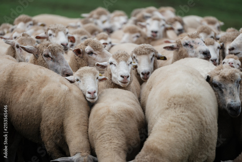 Fotografía A dense flock of sheep with woolly coats closely gathered in a grassy outdoor setting