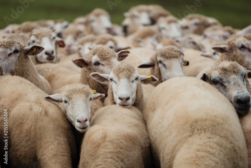 Canvastavla A close-up view of a dense flock of sheep with thick wool standing closely together in a grassy field
