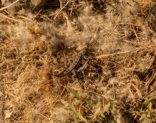 Western Fence Lizard blending in with its environment in Goleta, Santa Barbara County, Southern California
