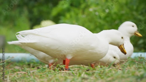 White ducks living on lush green field in rural garden countryside farm