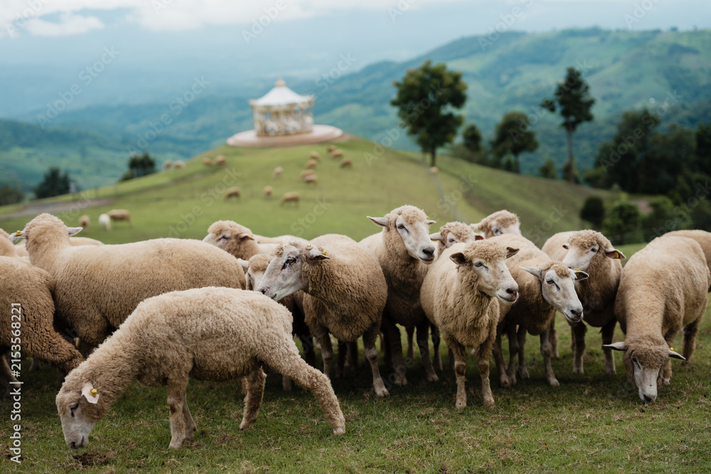 Fototapeta premium A flock of sheep grazing on lush green hills with a white gazebo and tall trees, set against a misty mountainous landscape.