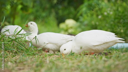 White ducks living on lush green field in rural garden countryside farm
