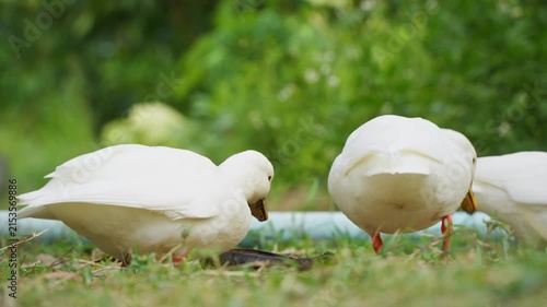 White ducks living on lush green field in rural garden countryside farm