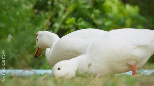 White ducks living on lush green field in rural garden countryside farm