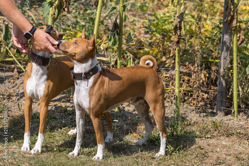Canvas Print Human hand wearing a smartwatch interacting with two eager Basenji dogs outdoors
