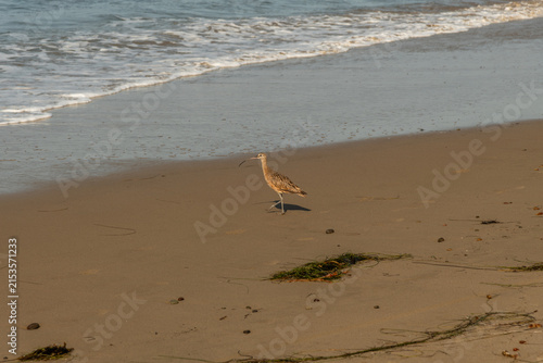 Long-billed Curlew at the Pacific ocean beach near Goleta, Santa Barbara County, Southern California