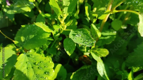Transparent dew on green grass. Dawn. Green grass in the morning. Dew close-up. Grass after rain