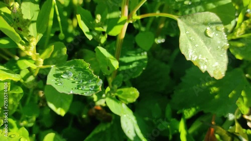 Transparent dew on green grass. Dawn. Green grass in the morning. Dew close-up. Grass after rain