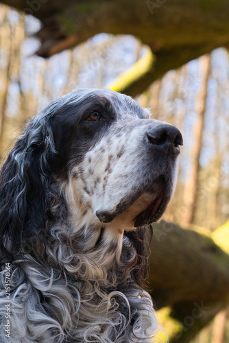 low angle view portrait of a male English Setter dog