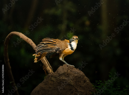 A Pterorhinus pectoralis is shaking water from its feathers to dry off after bathing.