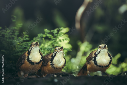 Canvastavla Three Pterorhinus pectoralis are drinking water from a natural forest pool, swallowing in unison
