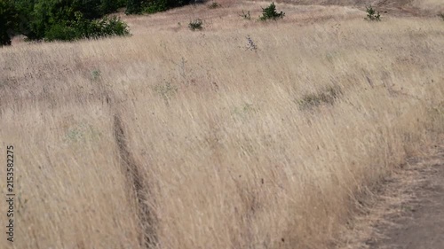 A wide landscape view of a dry, golden-brown grass field swaying in the wind, with a dirt path winding towards a line of green trees under a clear blue sky.