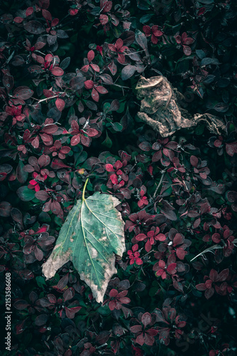A close up of dry Maple leaves on a red Barberry bush