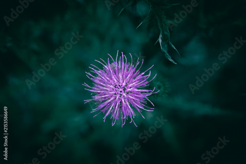 A close up of a purple and pink Thistle flower