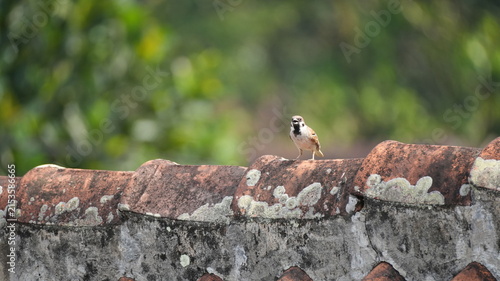 Bild auf Leinwand Eurasian Tree Sparrow Perched on Weathered Clay Roof Tile with Blurred Green For