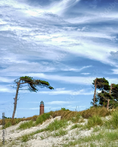 Windflüchter (Windlooper) auf dem Darß an der Ostsee mit Leuchtturm am Darßer Ort