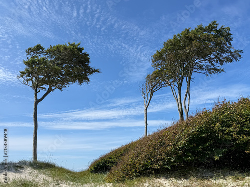 Windflüchter (Windlooper) auf dem Darß an der Ostsee
